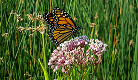 Parks and Pollinators: Taking Action and Advancing Sustainability