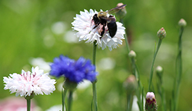 Sustainability in Parks and Recreation