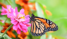 Monarch Butterfly Monarch Butterfly