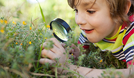 Wildlife Explorers