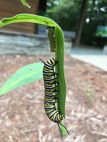 These two Monarch caterpillars (representing two instar stages) enjoying milkweed  These two Monarch caterpillars (representing two instar stages) enjoying milkweed