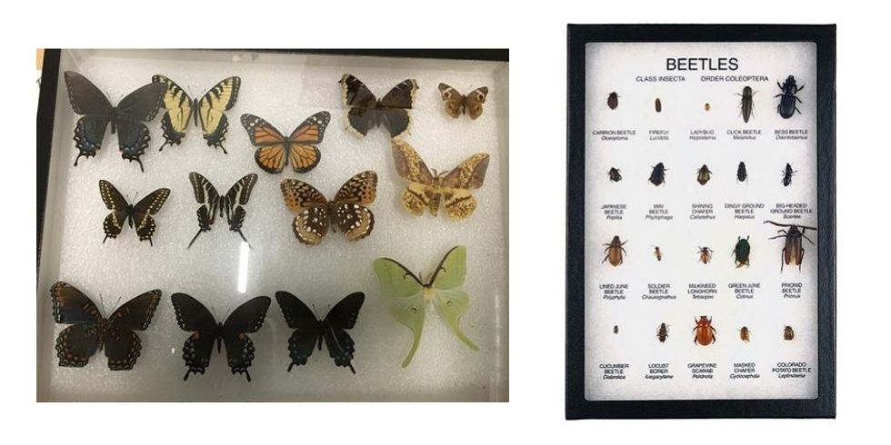 Native species of butterflies and moth for display in the Nature Center (left). Display of various beetles (right – photo courtesy of Nature-Watch) Native species of butterflies and moth for display in the Nature Center (left). Display of various beetles (right – photo courtesy of Nature-Watch)