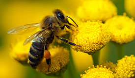 Park Pulse: April 2018: Protecting pollinators and increasing pollinator habitat should be a conservation priority.