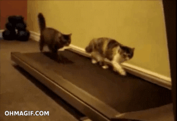 1.22.16_blog_fitness_cats 1.22.16_blog_fitness_cats