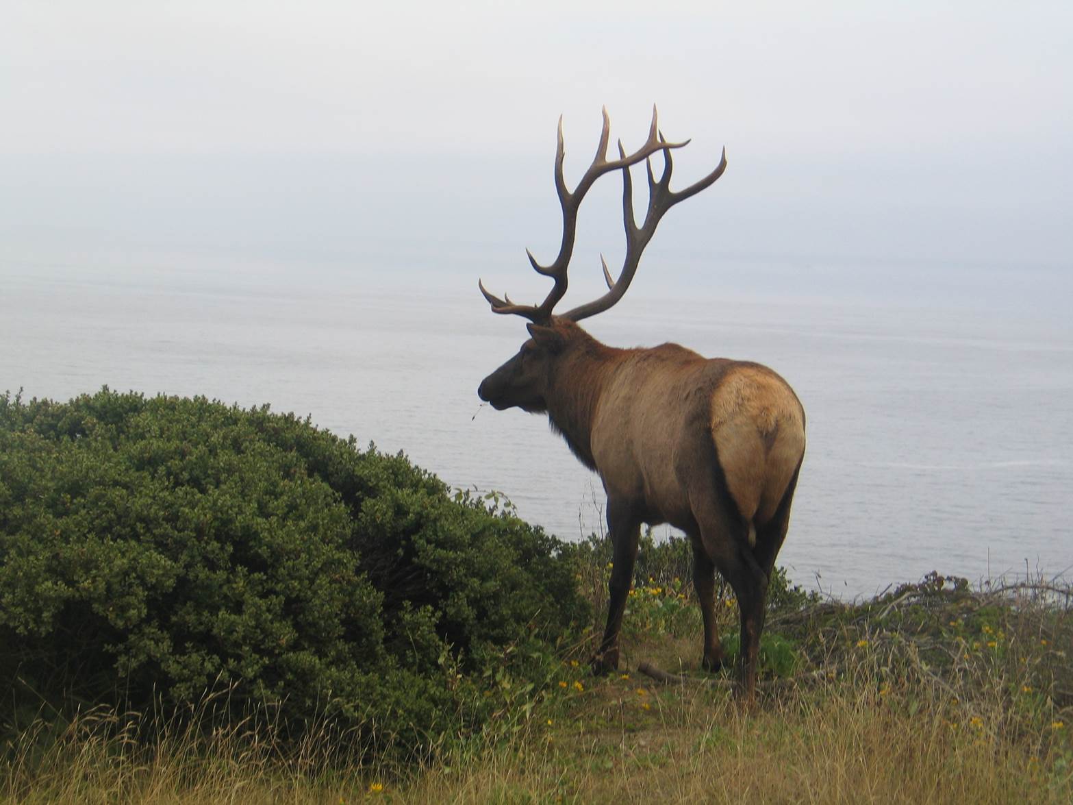 2.1.16_blog_Garcia_Elk 2.1.16_blog_Garcia_Elk