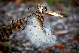 Blog-Milkweed-Plant-Monarch Blog-Milkweed-Plant-Monarch