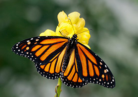Blog-Monarch-Butterfly Blog-Monarch-Butterfly
