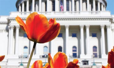 capitol building photograph featuring flowers capitol building photograph featuring flowers