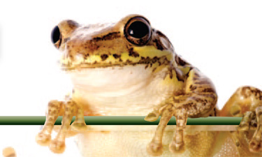 Cuban Tree Frog photo Cuban Tree Frog photo