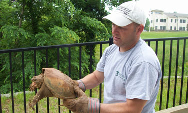 Chris Matthews rescues a turtle caught in suburban fencing Chris Matthews rescues a turtle caught in suburban fencing