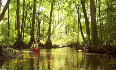 Trap Pond State Park canoers paddle amonth the last remaining bald cypress trees in what was once a massive cypress swamp. Trap Pond State Park canoers paddle amonth the last remaining bald cypress trees in what was once a massive cypress swamp.