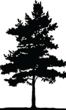 Tree illustration Tree illustration