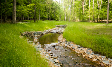 Mitigation banking allows parks to restore streams and wetlands at no cost to taxpayers. Mitigation banking allows parks to restore streams and wetlands at no cost to taxpayers.