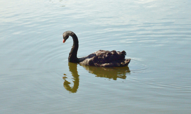 Amanda Erika, New Orleans City Park's only black swan, is recovering after a vicious attack that broke all of her eggs and left her with an injured ankle. Amanda Erika, New Orleans City Park's only black swan, is recovering after a vicious attack that broke all of her eggs and left her with an injured ankle.
