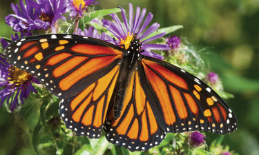 Park professionals have a unique opportunity to benefit their local and global ecosystem now and for the future by planting native species in their parks. Park professionals have a unique opportunity to benefit their local and global ecosystem now and for the future by planting native species in their parks.