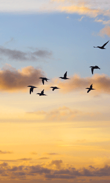 Check out highlights from the U.S. Fish and Wildlife Service's National Survey of Fishing, Hunting and Wildlife-Associated Recreation, which sheds some light on the true value of birding. Check out highlights from the U.S. Fish and Wildlife Service's National Survey of Fishing, Hunting and Wildlife-Associated Recreation, which sheds some light on the true value of birding.