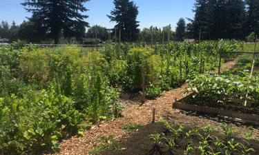 The Portland Department of Parks and Recreation established its community gardening program 40 years ago. The Portland Department of Parks and Recreation established its community gardening program 40 years ago.