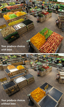 This striking image shows what  your produce aisle might look like without help from honeybees. CREDIT: Whole Foods Market This striking image shows what  your produce aisle might look like without help from honeybees. CREDIT: Whole Foods Market