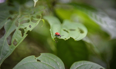 Lilioceris cheni, the Nepalese beetle that is providing bio-control of air potato vines in Miami-Dade County nature preserves, munches contentedly on one of the invasive plants. Lilioceris cheni, the Nepalese beetle that is providing bio-control of air potato vines in Miami-Dade County nature preserves, munches contentedly on one of the invasive plants.
