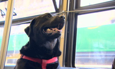 Labrador-mix Eclipse hops on her local express bus for a quick ride to the dog park. Labrador-mix Eclipse hops on her local express bus for a quick ride to the dog park.