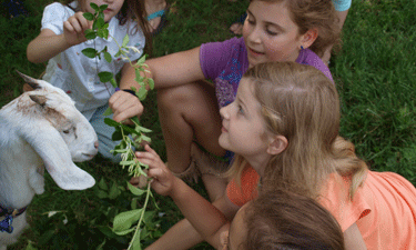 Got a field overgrown with noxious weeds? A hungry herd of goats might be just the solution. Got a field overgrown with noxious weeds? A hungry herd of goats might be just the solution.