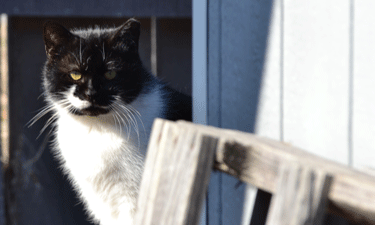 This abandoned cat found shelter around a storage shed in Henricus Historical Park in Virginia’s Chesterfield County. This abandoned cat found shelter around a storage shed in Henricus Historical Park in Virginia’s Chesterfield County.
