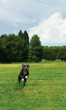 Dog parks are popular draws for pet lovers — here, we highlight that impact with hard numbers. Dog parks are popular draws for pet lovers — here, we highlight that impact with hard numbers.