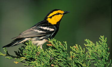 Thinking ‘outside the fence’ leads to innovative conservation projects at military bases nationwide; for example, golden-cheeked warbler habitat conservation around Camp Bullis near San Antonio. Thinking ‘outside the fence’ leads to innovative conservation projects at military bases nationwide; for example, golden-cheeked warbler habitat conservation around Camp Bullis near San Antonio.