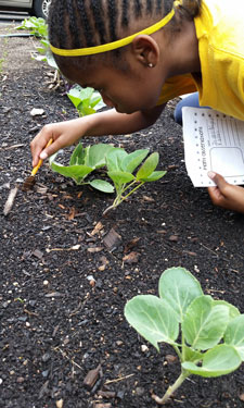 A flourishing community garden on Chicago’s South Side takes “locally grown” concept to an urban environment. A flourishing community garden on Chicago’s South Side takes “locally grown” concept to an urban environment.