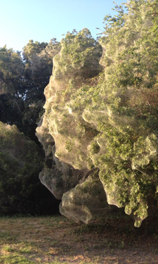 What’s causing the huge communal spider webs appearing in the trees at Lakeside Park South, bordering Rowlett Parks and Recreation in Rowlett, Texas? What’s causing the huge communal spider webs appearing in the trees at Lakeside Park South, bordering Rowlett Parks and Recreation in Rowlett, Texas?