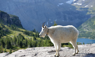 Mountain goat outfitted with GPS device for tracking its movements and collecting data. Mountain goat outfitted with GPS device for tracking its movements and collecting data.