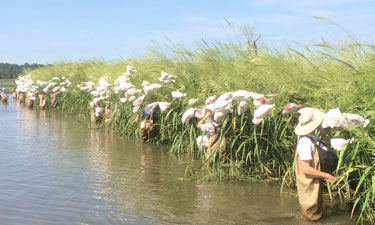 Citizen scientists harvesting wild rice seeds are helping in the restoration of this important wetland plant to the marshes of the Patuxent River in Maryland. Citizen scientists harvesting wild rice seeds are helping in the restoration of this important wetland plant to the marshes of the Patuxent River in Maryland.