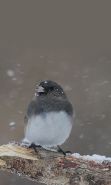 Wintertime is a big time in the birding community to see waterfowl and even songbirds, like juncos. Wintertime is a big time in the birding community to see waterfowl and even songbirds, like juncos.