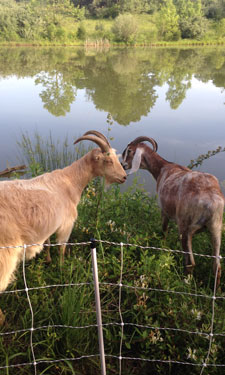 Two goats from a small herd that was enlisted to help control the spread of noxious weeds at Banshee Reeks Nature Preserve in Leesburg, Virginia. Two goats from a small herd that was enlisted to help control the spread of noxious weeds at Banshee Reeks Nature Preserve in Leesburg, Virginia.