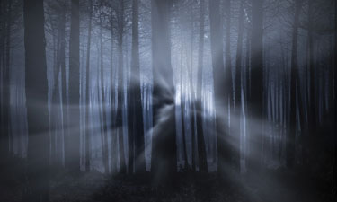 Walking in the woods Walking in the woods