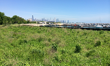 Burnham Centennial Prairie, a restored habitat built and managed by humans, in downtown Chicago. Burnham Centennial Prairie, a restored habitat built and managed by humans, in downtown Chicago.