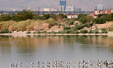 Green infrastructure, such as this evaporation pond, can inadvertently fill the dual role of being an important water management feature while providing a much needed community open space resource. Green infrastructure, such as this evaporation pond, can inadvertently fill the dual role of being an important water management feature while providing a much needed community open space resource.
